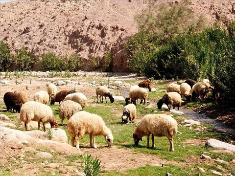 It was very important to find water for the sheep. Shepherds led their flocks to flowing water that did not flow so quick as to agitate the sheep (Psalm 23:2). – Slide 12