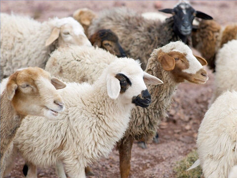Several flocks could share a pasture or sheepfold. The sheep however knew the voice of their shepherd and would follow him when he called (John 10:4-5). Scattered sheep could be gathered by the call of the shepherd (Ezekiel 34: 12-13). – Slide 17
