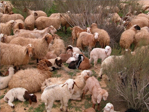 Shepherds knew their sheep by name (John 10:3). – Slide 19