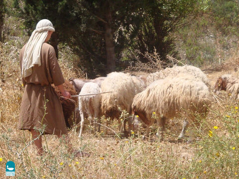 Shepherds with over 150 sheep often hired others to help them but ‘hirelings’ were not known for caring for the sheep so well (John 10:12). – Slide 20