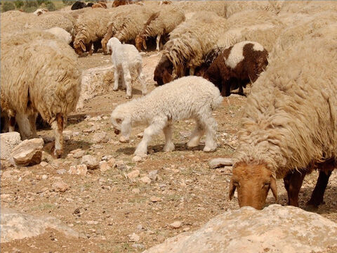 Sheep were used as a sacrifice for sin. A young male lamb was used as a thanksgiving offering or atonement for sin. The offering of an unblemished Passover lamb was the most important religious act of the year. – Slide 24
