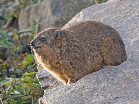 ‘Hyraxes are creatures … <br/>Picture credit: NeedPix. – Slide 7