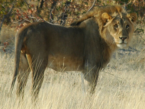 ‘…a lion … <br/>Picture credit: Yathin S Krishnappa. – Slide 2