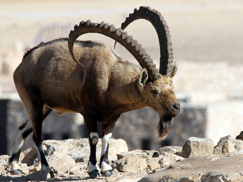 (thought to refer to a mountain goat or Ibex with a steady stride on steep narrow slopes). <br/>Picture credit: Greg Schechter. – Slide 11
