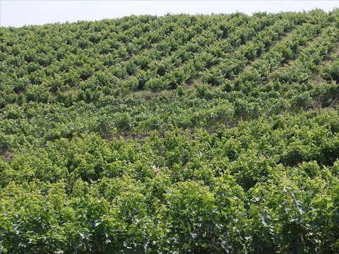 Although vineyards were planted throughout Israel, it was customary for hillsides to be used. It was in a very ‘fruitful hill’ that Isaiah’s parable of the vineyard was set. – Slide 4