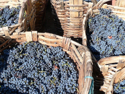 Harvesting grapes in Israel begins in September. Jeremiah talks about gathering grapes in baskets (Jeremiah 6:9). – Slide 15