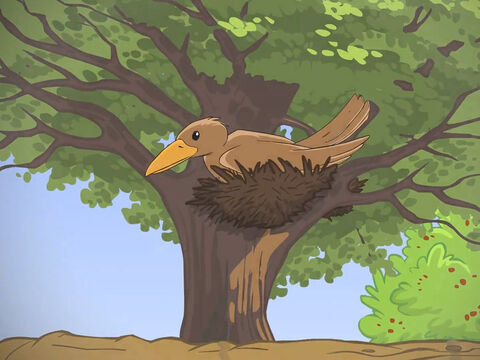 ‘It even puts out branches that are big enough for birds to nest in its shade.’ – Slide 6
