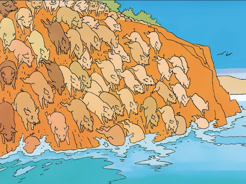 The pigs rush down the steep bank into sea and are drowned. – Slide 12