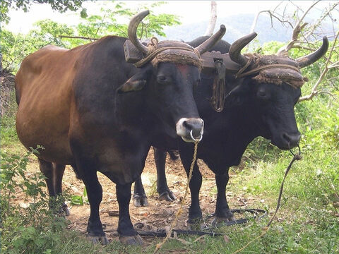 Oxen, both bulls and cows, were used to pull ploughs. The law forbade an oxen and an ass to be yoked together (Deuteronomy 22:10). And the Apostle Paul spoke about not being unequally yoked (2 Corinthians 6:14). – Slide 6