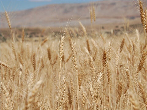 Barley was harvested in April and May. – Slide 10