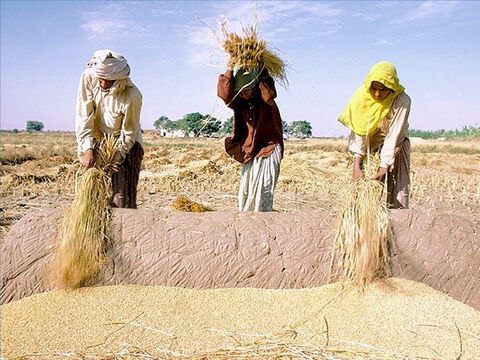 One method of threshing the grain from the stalk was to use a wooden flail or to beat the stalks against a rock. Ruth and Gideon used such methods (Ruth 2:17, Judges 6:11). – Slide 18