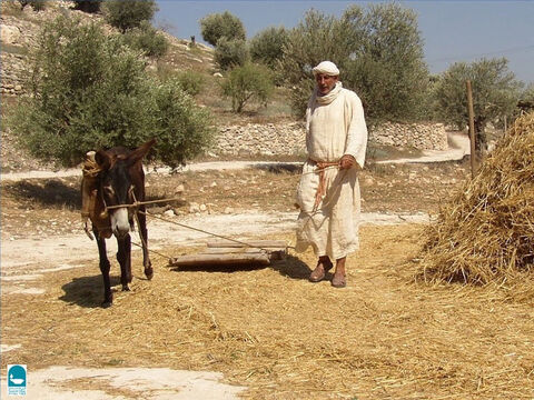 The Bible talks about not muzzling an animal when it treads the grain (Deuteronomy 25:4). A threshing board not only separated the grain head but crushed the straw, making it ready to be served as cattle food. – Slide 22